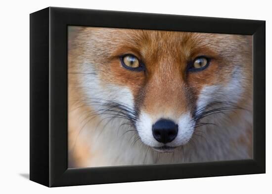 Red Fox (Vulpes Vulpes) Captive Portrait-Edwin Giesbers-Framed Premier Image Canvas