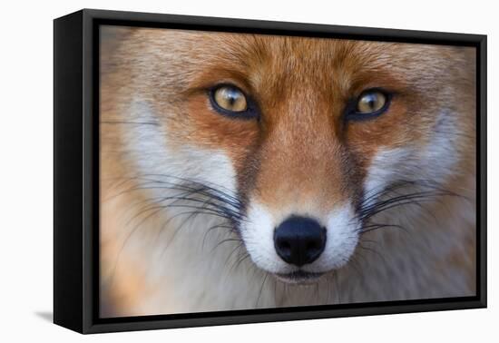 Red Fox (Vulpes Vulpes) Captive Portrait-Edwin Giesbers-Framed Premier Image Canvas