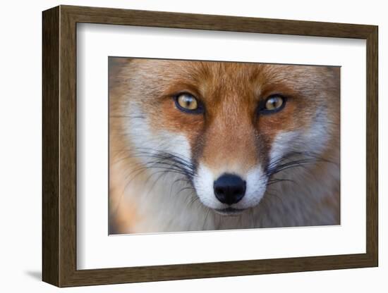 Red Fox (Vulpes Vulpes) Captive Portrait-Edwin Giesbers-Framed Photographic Print
