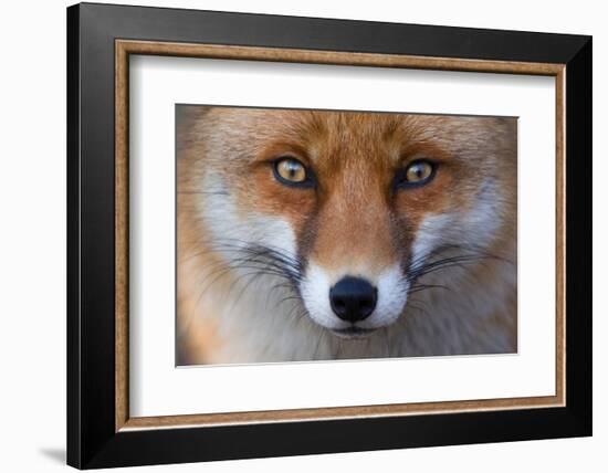 Red Fox (Vulpes Vulpes) Captive Portrait-Edwin Giesbers-Framed Photographic Print