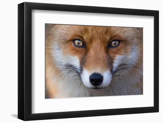 Red Fox (Vulpes Vulpes) Captive Portrait-Edwin Giesbers-Framed Photographic Print