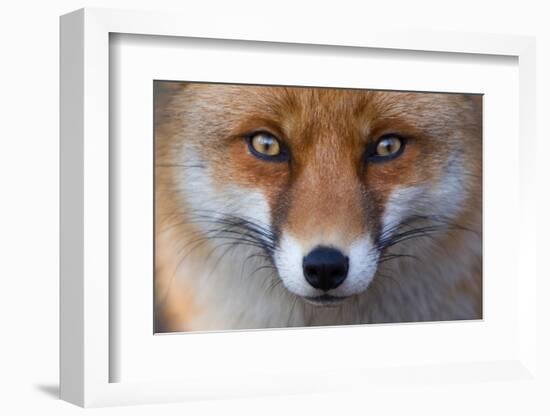 Red Fox (Vulpes Vulpes) Captive Portrait-Edwin Giesbers-Framed Photographic Print