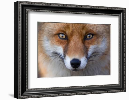 Red Fox (Vulpes Vulpes) Captive Portrait-Edwin Giesbers-Framed Photographic Print