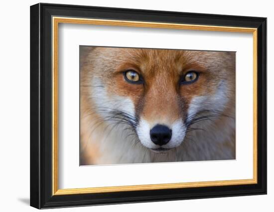 Red Fox (Vulpes Vulpes) Captive Portrait-Edwin Giesbers-Framed Photographic Print