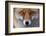 Red Fox (Vulpes Vulpes) Captive Portrait-Edwin Giesbers-Framed Photographic Print