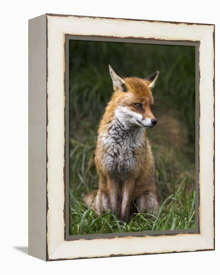 Red Fox, Vulpes Vulpes, Captive, United Kingdom-Steve & Ann Toon-Framed Premier Image Canvas