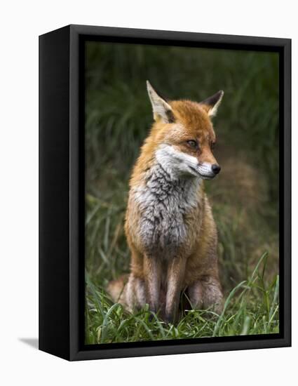 Red Fox, Vulpes Vulpes, Captive, United Kingdom-Steve & Ann Toon-Framed Premier Image Canvas