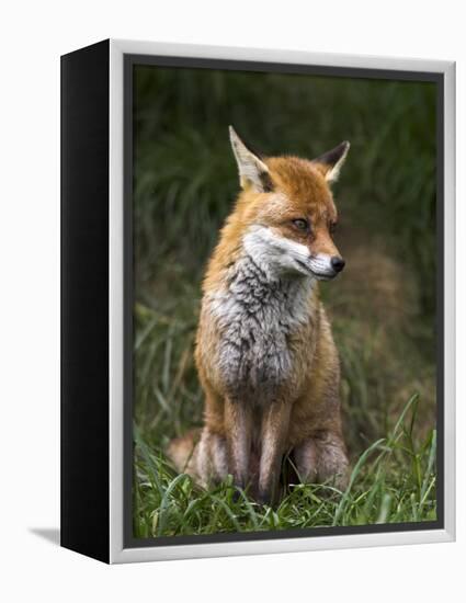 Red Fox, Vulpes Vulpes, Captive, United Kingdom-Steve & Ann Toon-Framed Premier Image Canvas