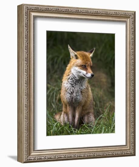 Red Fox, Vulpes Vulpes, Captive, United Kingdom-Steve & Ann Toon-Framed Photographic Print