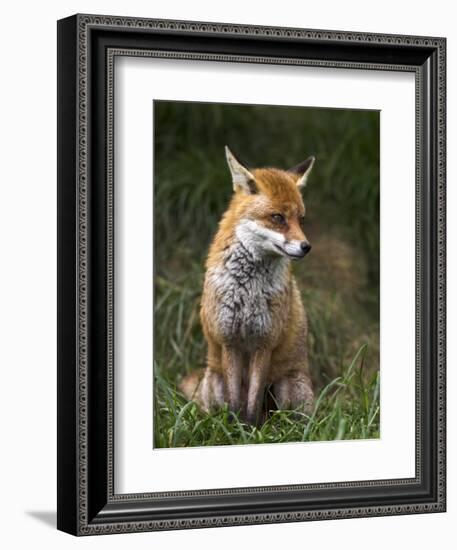 Red Fox, Vulpes Vulpes, Captive, United Kingdom-Steve & Ann Toon-Framed Photographic Print