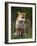 Red Fox, Vulpes Vulpes, Captive, United Kingdom-Steve & Ann Toon-Framed Photographic Print