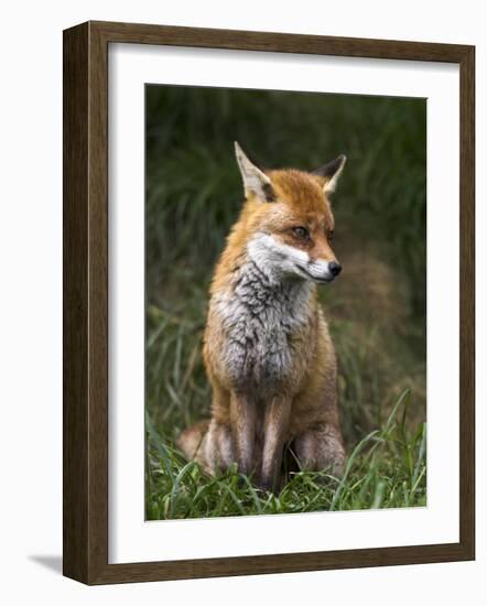 Red Fox, Vulpes Vulpes, Captive, United Kingdom-Steve & Ann Toon-Framed Photographic Print