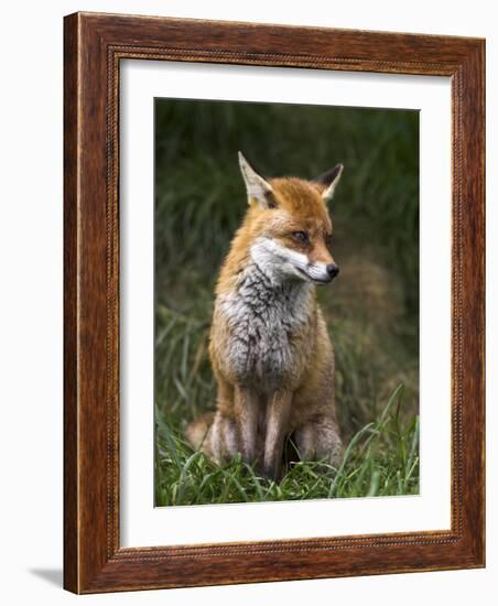 Red Fox, Vulpes Vulpes, Captive, United Kingdom-Steve & Ann Toon-Framed Photographic Print