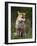 Red Fox, Vulpes Vulpes, Captive, United Kingdom-Steve & Ann Toon-Framed Photographic Print