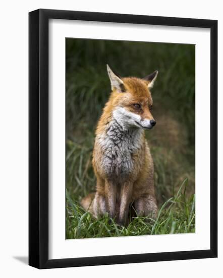 Red Fox, Vulpes Vulpes, Captive, United Kingdom-Steve & Ann Toon-Framed Photographic Print