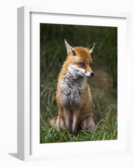 Red Fox, Vulpes Vulpes, Captive, United Kingdom-Steve & Ann Toon-Framed Photographic Print