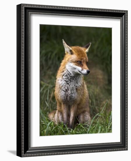 Red Fox, Vulpes Vulpes, Captive, United Kingdom-Steve & Ann Toon-Framed Photographic Print