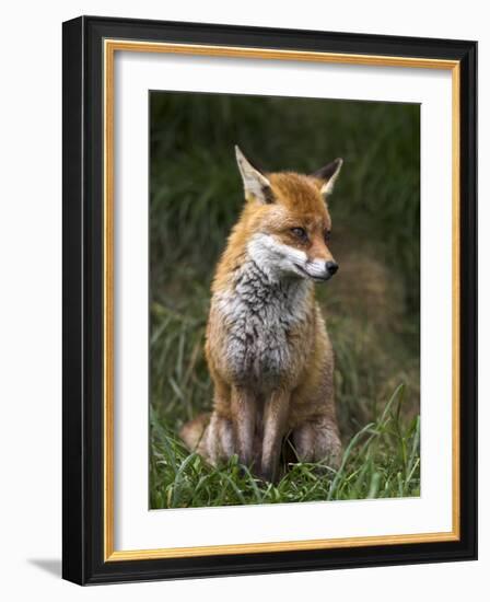 Red Fox, Vulpes Vulpes, Captive, United Kingdom-Steve & Ann Toon-Framed Photographic Print