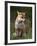 Red Fox, Vulpes Vulpes, Captive, United Kingdom-Steve & Ann Toon-Framed Photographic Print