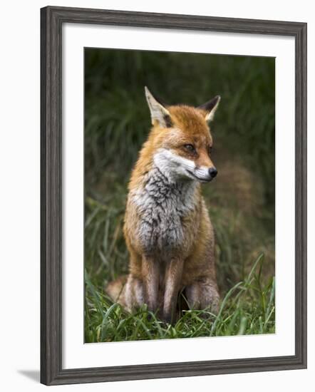 Red Fox, Vulpes Vulpes, Captive, United Kingdom-Steve & Ann Toon-Framed Photographic Print