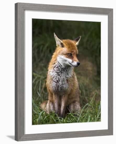 Red Fox, Vulpes Vulpes, Captive, United Kingdom-Steve & Ann Toon-Framed Photographic Print