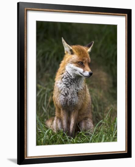 Red Fox, Vulpes Vulpes, Captive, United Kingdom-Steve & Ann Toon-Framed Photographic Print