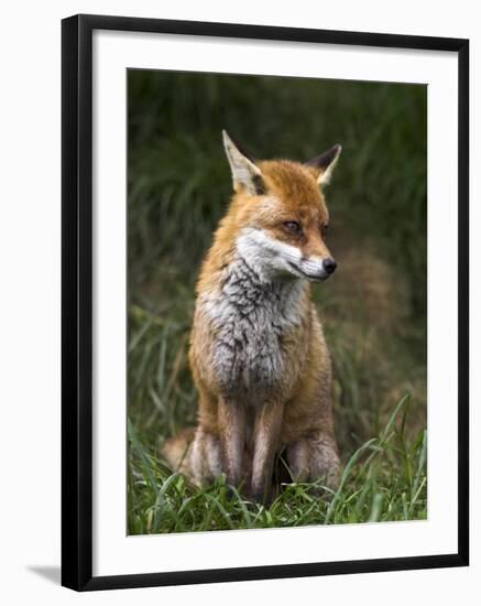 Red Fox, Vulpes Vulpes, Captive, United Kingdom-Steve & Ann Toon-Framed Photographic Print