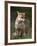 Red Fox, Vulpes Vulpes, Captive, United Kingdom-Steve & Ann Toon-Framed Photographic Print