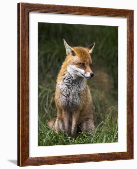 Red Fox, Vulpes Vulpes, Captive, United Kingdom-Steve & Ann Toon-Framed Photographic Print