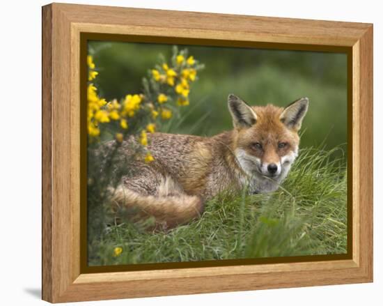 Red Fox, Vulpes Vulpes, Captive, United Kingdom-Steve & Ann Toon-Framed Premier Image Canvas