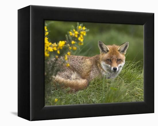 Red Fox, Vulpes Vulpes, Captive, United Kingdom-Steve & Ann Toon-Framed Premier Image Canvas