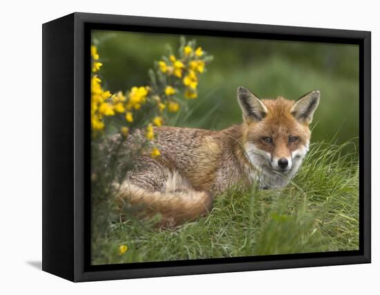 Red Fox, Vulpes Vulpes, Captive, United Kingdom-Steve & Ann Toon-Framed Premier Image Canvas