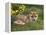 Red Fox, Vulpes Vulpes, Captive, United Kingdom-Steve & Ann Toon-Framed Premier Image Canvas