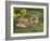 Red Fox, Vulpes Vulpes, Captive, United Kingdom-Steve & Ann Toon-Framed Photographic Print