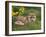 Red Fox, Vulpes Vulpes, Captive, United Kingdom-Steve & Ann Toon-Framed Photographic Print