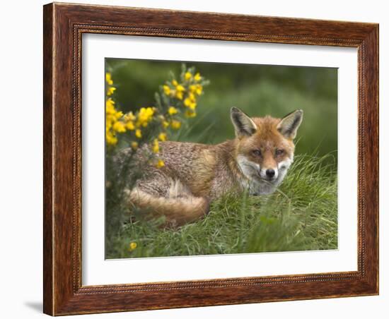 Red Fox, Vulpes Vulpes, Captive, United Kingdom-Steve & Ann Toon-Framed Photographic Print