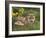 Red Fox, Vulpes Vulpes, Captive, United Kingdom-Steve & Ann Toon-Framed Photographic Print