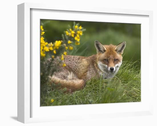 Red Fox, Vulpes Vulpes, Captive, United Kingdom-Steve & Ann Toon-Framed Photographic Print