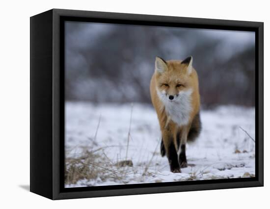 Red Fox, Vulpes Vulpes, Churchill, Manitoba, Canada, North America-Thorsten Milse-Framed Premier Image Canvas