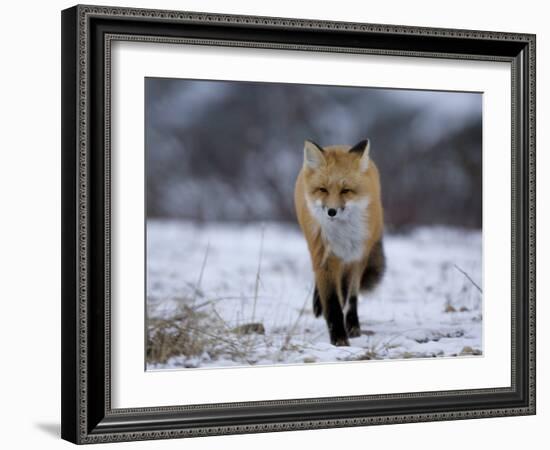 Red Fox, Vulpes Vulpes, Churchill, Manitoba, Canada, North America-Thorsten Milse-Framed Photographic Print