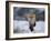 Red Fox, Vulpes Vulpes, Churchill, Manitoba, Canada, North America-Thorsten Milse-Framed Photographic Print