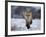 Red Fox, Vulpes Vulpes, Churchill, Manitoba, Canada, North America-Thorsten Milse-Framed Photographic Print