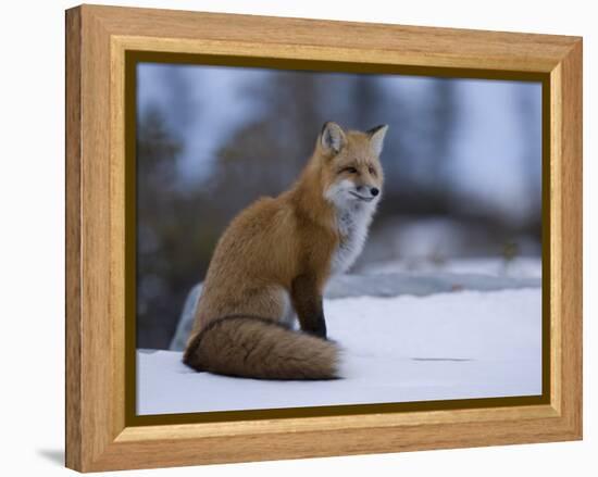 Red Fox, Vulpes Vulpes, Churchill, Manitoba, Canada, North America-Thorsten Milse-Framed Premier Image Canvas