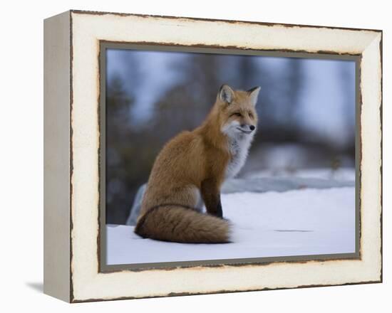 Red Fox, Vulpes Vulpes, Churchill, Manitoba, Canada, North America-Thorsten Milse-Framed Premier Image Canvas