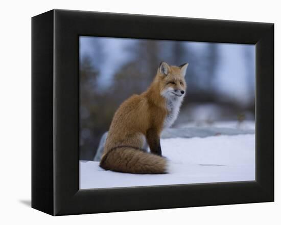 Red Fox, Vulpes Vulpes, Churchill, Manitoba, Canada, North America-Thorsten Milse-Framed Premier Image Canvas