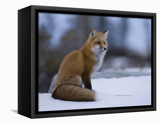 Red Fox, Vulpes Vulpes, Churchill, Manitoba, Canada, North America-Thorsten Milse-Framed Premier Image Canvas