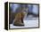 Red Fox, Vulpes Vulpes, Churchill, Manitoba, Canada, North America-Thorsten Milse-Framed Premier Image Canvas