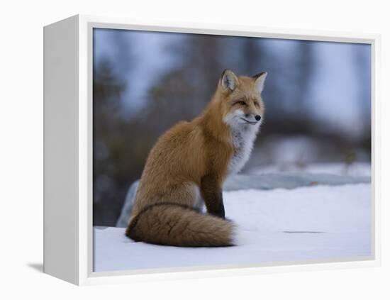 Red Fox, Vulpes Vulpes, Churchill, Manitoba, Canada, North America-Thorsten Milse-Framed Premier Image Canvas