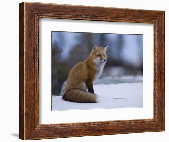 Red Fox, Vulpes Vulpes, Churchill, Manitoba, Canada, North America-Thorsten Milse-Framed Premium Photographic Print