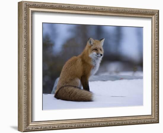 Red Fox, Vulpes Vulpes, Churchill, Manitoba, Canada, North America-Thorsten Milse-Framed Photographic Print